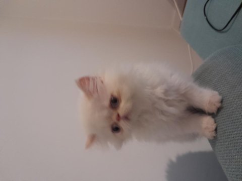 Exotik shorthair ve longhair