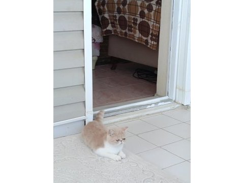 Dişi exotic shorthair