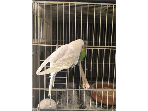 Mutasyon muhabbet kuşu yavru