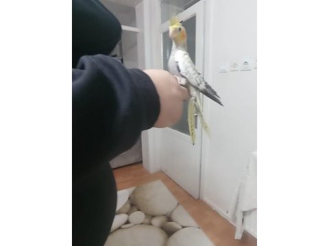 Yavru sultan papağanı