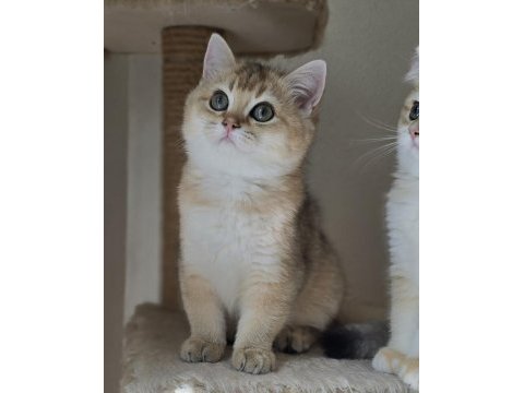 Safkan british shorthair ny 11 iki yavru dişi ve erkek