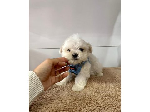 Korea maltese