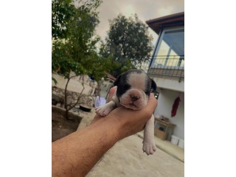 French bulldog köpeği