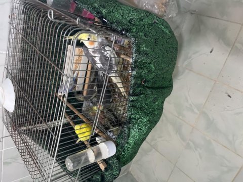 Sultan papağanı tam evcil ve konuşuyor