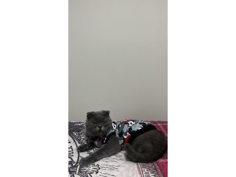 Güzel scottish fold kızıma yuva arıyorum