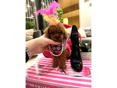 En özel secereli toy poodle yavrular