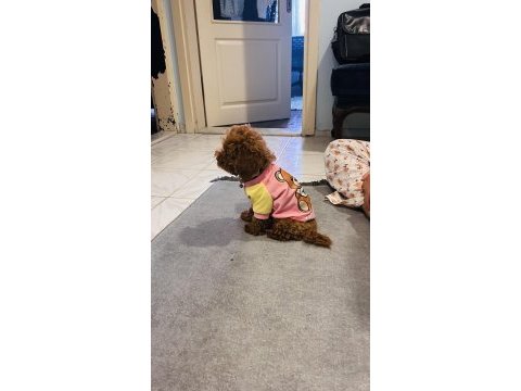 Toy poodle bebişler