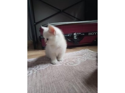 55 günlük erkek british shorthair bebek