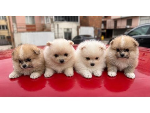 Pomeranian boo erkek ve dişi yavrularımız