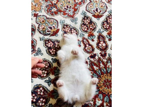 British shorthair yavrumuza yuva arıyoruz