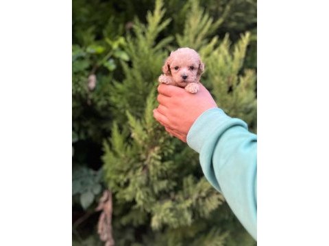Maltipoo yavrularımızı canlı görerek alabilirsiniz