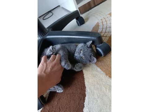 Yavru british shorthair