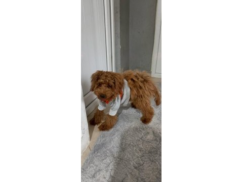 4 aylık sağlıklı eğitimli toy poodle