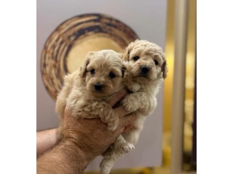 Toy poodle yavru köpeklerimiz