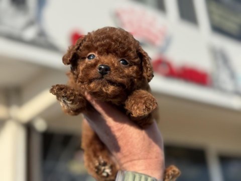 Petmode köpek çiftliğinden tiny kore poodle