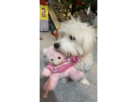 White terrier dişi 1 yaşında