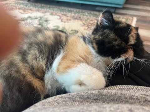 Exotic shorthair kediler