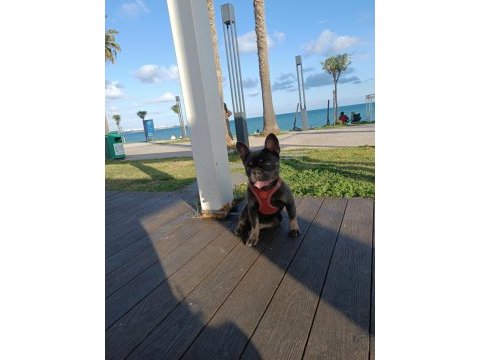 French bulldog blue tan anne aqua blue baba isabella