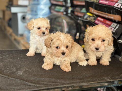 Çok özel wc eğitimli kore maltipoo