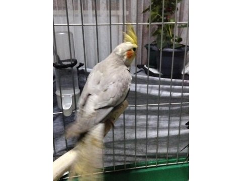 4 5 aylık sultan papağanlar ele alışık