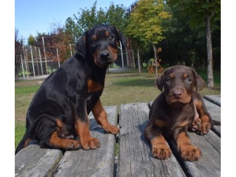 Europen iri doberman yavrular