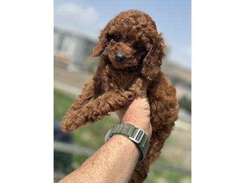 Petmode köpek çifrliğinden kore toy poodle yavrular