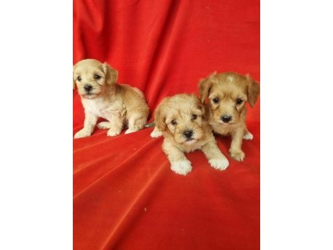 Maltipoo yavrularım