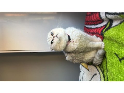 Scottish fold ücretsiz dişi kısır