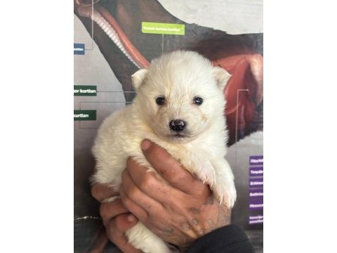 A kalite samoyed bebeklerim