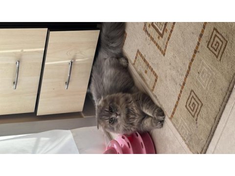 Oğluşumuza dişi kedi arıyoruz