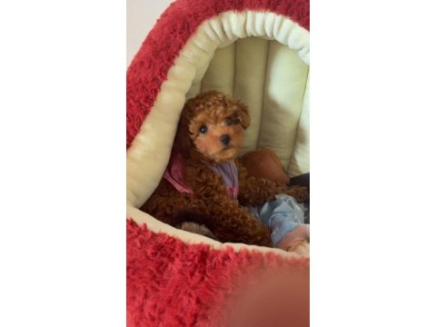 Sevimli toy poodle yavrumuz sahibini bekliyor
