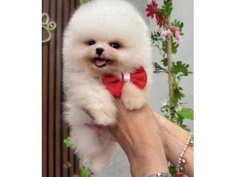 Güzeller güzeli pomeranian bebekler