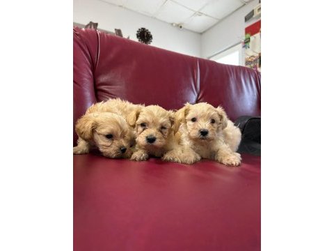 Ufacık safkan maltipoo yavrularım