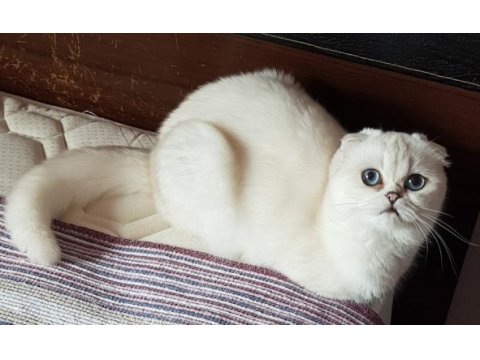 Scottish fold safkan yavrular