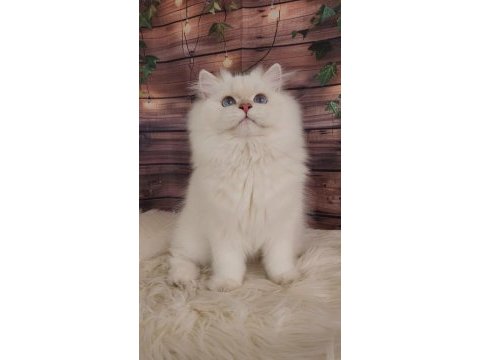 Show kalite safkan brıtısh longhaır lilac golden yavrular