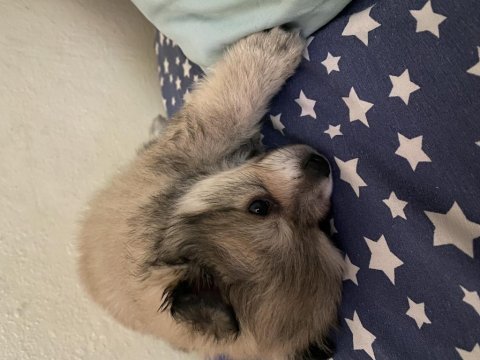 2 aylık erkek yavru pomeranian