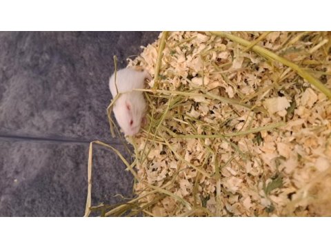 Yavru hamster