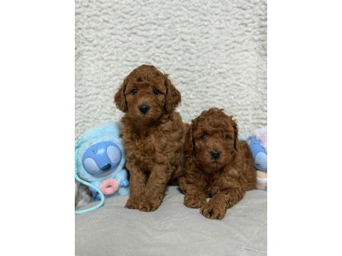 Ruhsatlı köpek çiftliğinden toy poodle yavrularımız