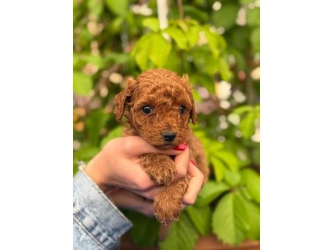 A kalite sağlık ırk garantili toy poodle yavrularım