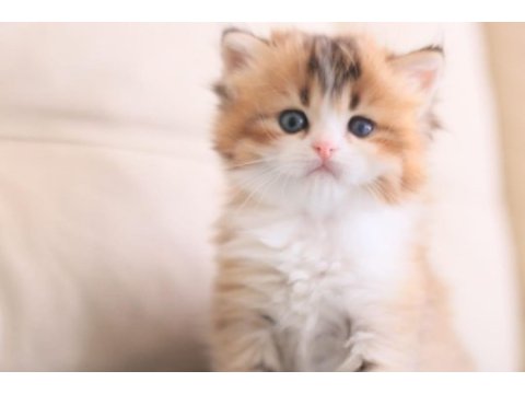 3 aylık british longhair bicolor erkek