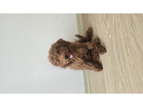 5 aylık toy poodle acil