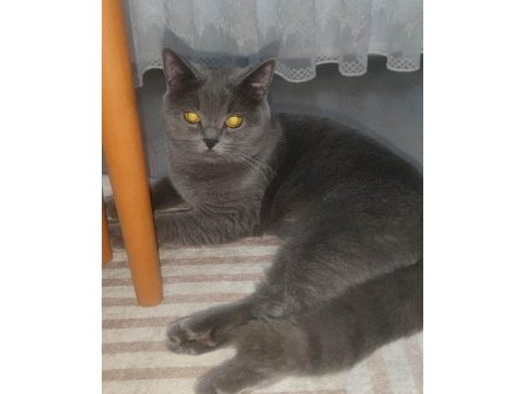 British shorthair miya 1 yaşında tüm aşıları yapıldı
