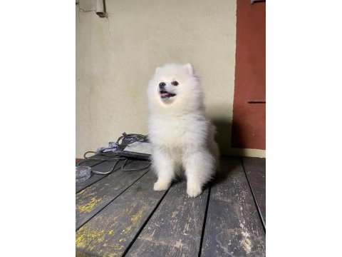 7 aylık pomeranian yavrumuz