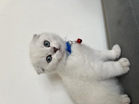 Tüm aksesuarlarıyla yavru scottish fold