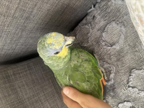 Hiçbir sorunu sıkıntısı yok uygun amazon papağanı
