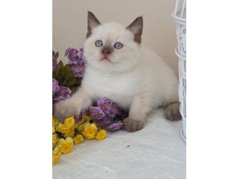 British shorthair bebekler