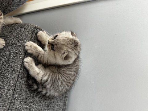 2 aylık british shorthair yavrular yeni yuvalarını arıyor