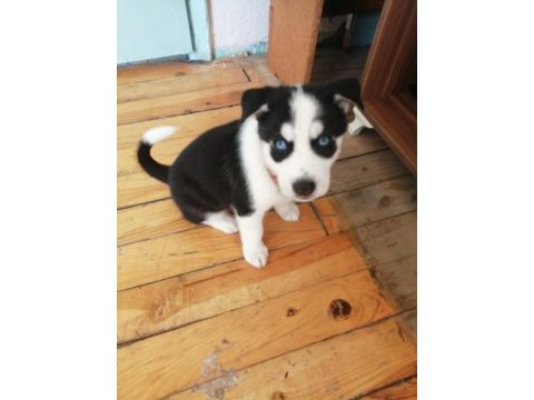 Husky sibirya kurdu