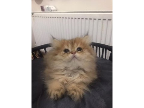 British longhair golden
