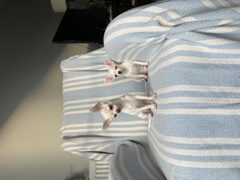 6 aylık micro-teacup şivava mükemmel dişiler